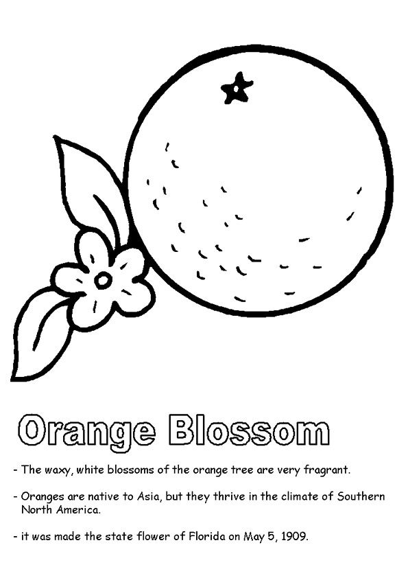 Free Printable Orange Coloring Pages, Orange Coloring Pictures for